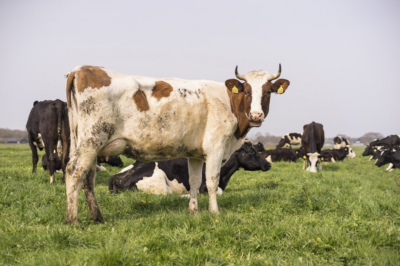 Biologisch dynamische kaas - Demeter