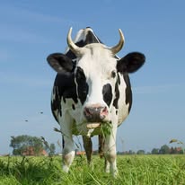 Biologische Kaas - Vegetarische Kaas Biologische Kaas - Vegetarische Kaas