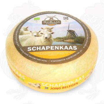 Biologische Schapenkaas | Hele kaas 5,4 kilo